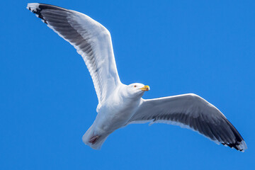 a Herring Gull male flying over the St. Lawrence River