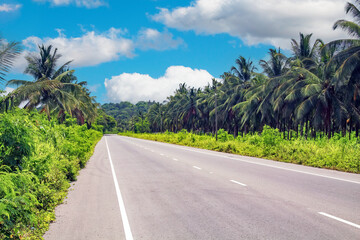 Beautiful tropical jamaican empty asphalt road lined with palm trees - Central Jamaica