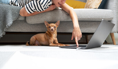 Pet owner and little dog together using laptop.