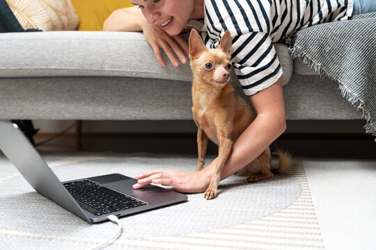 Pet owner and little dog together using laptop.