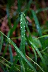 A stalks of grass covered by raindrops after rain