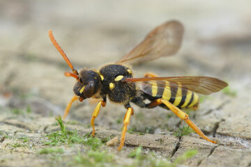 Closeup of a colorful black and yellow female Gooden's nomad bee, Nomada goodeniana standing on the ground