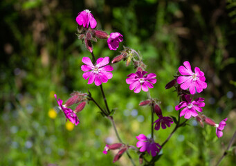 Purple flowers of Silene dioica on the blurry green background. Particular light.
