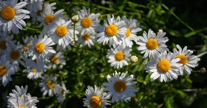 Floral natural background. Wild daisies (Leucanthemum vulgare) in the meadow. Particular light, fresh image.