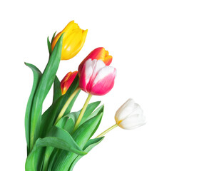 Tulips in different colors on a transparent background