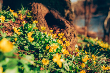 Closeup view of the spring yellow flowers in the park