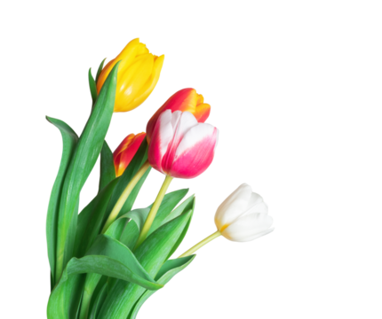 Tulips in different colors on a transparent background