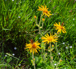 Arnica montana flowers and butterflies in the meadow. Bright colors, warm summer light.