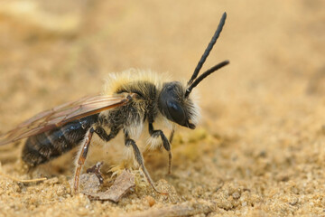 Detailed closeup on a hairy male Orange tailed mining bee, Andrena haemorrhoa, on the ground