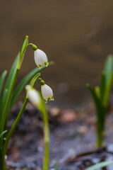 Spring white flower Bledule - Leucojum vernum with green leaves in wild nature in floodplain forest.