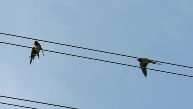 Urban swallows, (Latin Delichon urbicum) on electric wires. Two birds. Video.