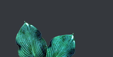 Obraz na płótnie Canvas A large plant leaf on a monochrome background. Color variation. Minimal composition. Exclusive wallpaper. Cut out