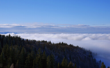 Color image of dense clouds in a mountain valley with a coniferous forest in sunny weather.
