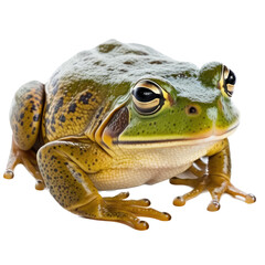 Naklejka premium isolated bullfrog, frog, spring, transparent background, cute, png, bullfrog, generative ai