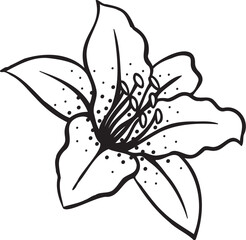 Hand drawn of Lily flower, its meaning is devotion or purity. Vector illustration.