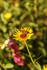 Bee pollinating a daisy flower
