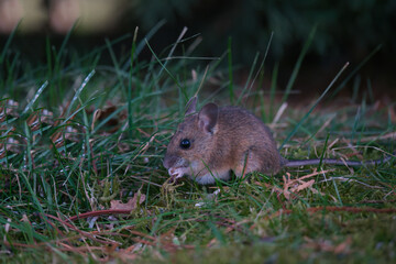 a portrait from the nocturnal yellow necked mouse, apodemus flavicollis, in the garden on the floor at a spring evening