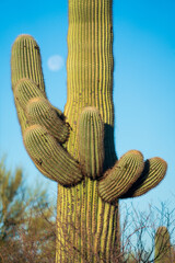 Cacti at Saguaro National Park in Southern Arizona