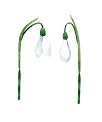 Watercolor hand-painted white Snowdrop flower with stem and leaf. Spring botanical illustration. Isolated on white background.