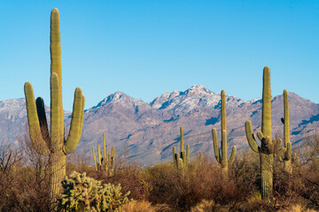 Cacti at Saguaro National Park in Southern Arizona