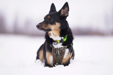 Obedient tricolor mongrel dog posing outdoors lying down on a snow wearing a green collar and a...