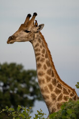 Ein kleiner Vogel sitzt zwischen Horn und Ohr einer Giraffe mit prächtiger Musterung, die in der Savanne des Okavango Delta in Botswana, Afrika steht