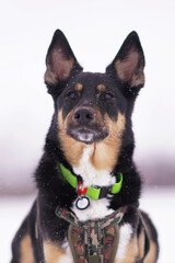 The portrait of a cute tricolor mongrel dog posing outdoors wearing a green collar and a khaki camouflage color harness in winter