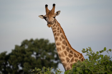 Nahaufnahme einer Giraffe mit prächtiger Musterung, die in der Savanne steht und aufmerksam die...
