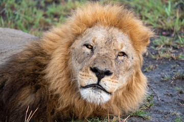 Ein männlicher Löwe mit prächtiger goldener Mähne liegt entspannt in der Savanne von Botswana,...