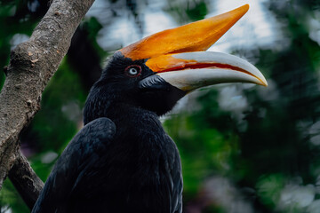 Rhinoceros Hornbill Closeup © Axel
