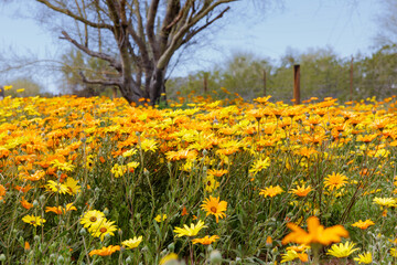 Field of yellow and orange flowers with tree and fence post