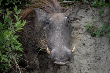 Nahaufnahme eines Warzenschwein mit auffallenden Borsten, gewaltigen Hauern / Eckzähnen, aufgenommen in Botswana, Afrika