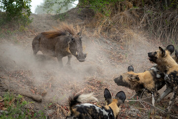 Ein Warzenschwein wird von einem Rudel aggressiver Wildhunde angegriffen, aufgenommen in Botswana,...