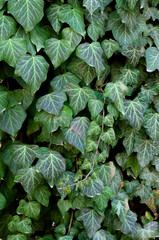 Green ivy background, botanical facade, closeup