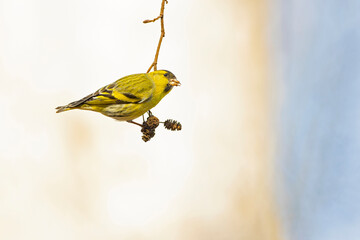 A Eurasian siskin (Spinus spinus) foraging in a tree in winter.