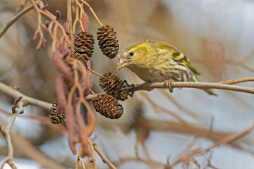 A Eurasian siskin (Spinus spinus) foraging in a tree in winter.