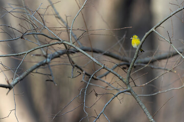 A Eurasian siskin (Spinus spinus) foraging in a tree in winter.