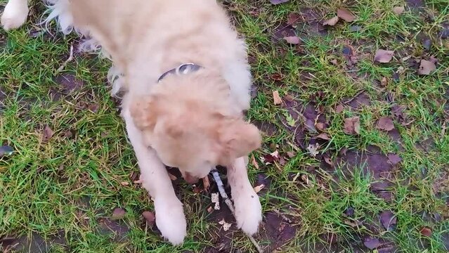 Golden Retriever on the Street. Fluffy dog ​​Gnaws a Stick on a Walk. Close-up of a Happy Pet.
