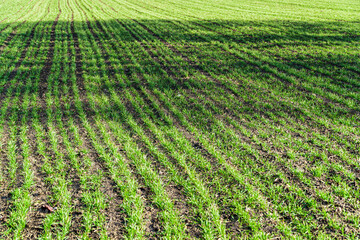 Fototapeta na wymiar Young green sprouts wheat on the field. Young green sprouts line. Green wheat growing in soil under the rays of the sun.