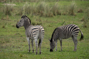 Fototapeta na wymiar Zwei Zebras grasen im Grasland der Savanne im Okavango Delta in Botswana, Afrika