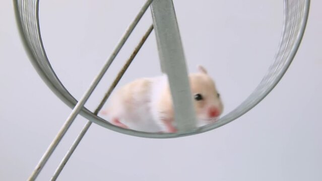 red hamster is endlessly running on a wheel, caught in the metaphorical rat race