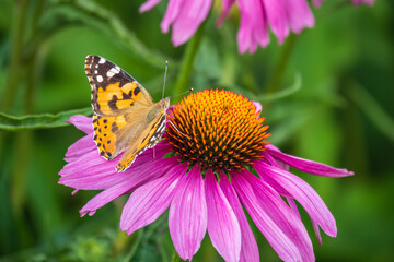 Beautiful butterfly painted lady or Vanessa cardui sitting on purple Echinacea flower in the summer. Close up. Macro.