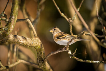chaffinch portrait in nature park