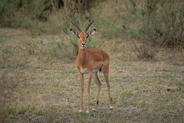 Ein männliches Impala mit großen Hörner als prächtiges Geweih im Okavango Delta, Botswana, Afrika