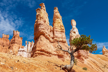 Old tree Bristlecone Pine with scenic view of Pinnacles on Peekaboo hiking trail, Bryce Canyon National Park, Utah, USA. Beautiful hoodoo sandstone rock formations in natural amphitheatre in summer