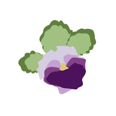 African violet flat vector botanical illustration. viola flower on white background for textile or invitations cards. Vintage pansy flowers and leaves, spring violet florals design element.