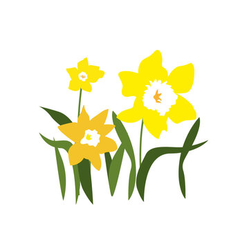 Vector flowers, Illustration of Narcissist. Decoration for greeting card, invitation. First spring flowers. Simple Cartoon jonquil for spring holidays. narcissus isolated on white background.