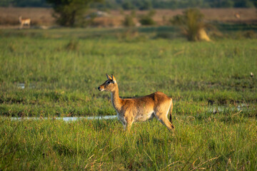 Eine Antilope im Okavango Delta, Botswana, Afrika