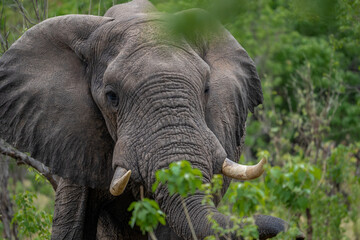 Nahaufnahme eines großen Elefanten mit Stoßzähnen aus Elfenbein und Rüssel, aufgenommen im Okavango Delta in Botswana, Afrika - im Vordergrund Büsche