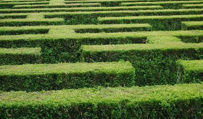 green maze for searching 